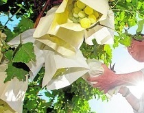 Bolsas de protección para frutas melocotones y uvas cuando está en la planta